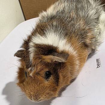 Rescue Guinea Pig Guinea Pigs for Adoption in Tampa, Florida - Elton | PetCurious